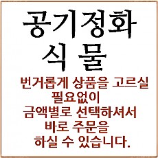 공기정화식물