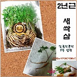 2년근새싹삼(대)100뿌리